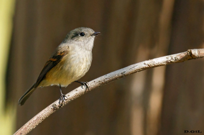 VIUDITA (Colorhamphus parvirostris)